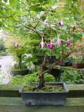 fushia bonsai 3.JPG